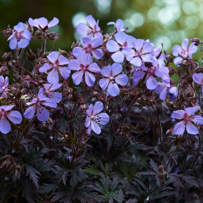 Geranium pratense Midnight Reiter- декоративен здравец с тъмни листа (1608)
